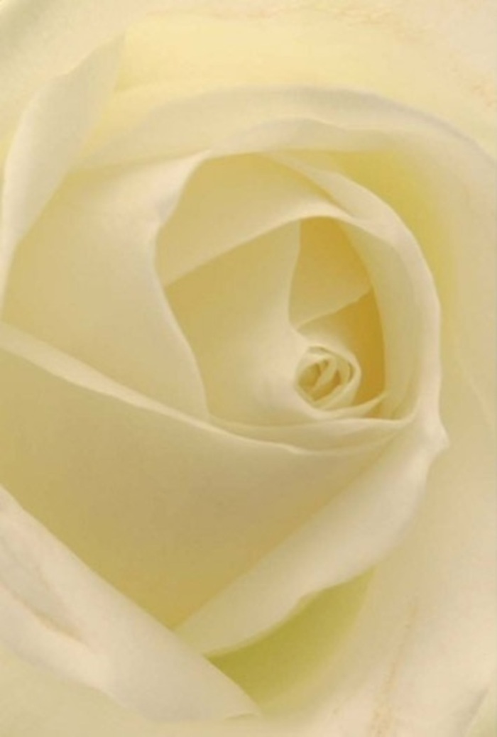 Viewed from an intimate perspective, this sumptuous rose, set against a backdrop reminiscent of Forest Gate's cozy terraces, radiates purity and tranquility. Its petals unfurl in perfect symmetry-each layer a whisper of creamy white and subtle hints of silver, playing gently with the surrounding light much like the glimmers seen on a peaceful stroll through Valentine Road. The arrangement speaks to occasions both joyful and solemn: romantic gestures shared between partners, sincere apologies needing quiet dignity, or elegant wedding centerpieces that mark unforgettable milestones. The rose's core spirals with unwavering resilience and grace, its near-flawless beauty inviting the eye-and heart-deeper. This composition, prepared by expert hands familiar with Forest Gate's unique charm, breathes with a serene, almost ethereal fragrance. Every element, from the soft cast shadows to the flawless petal placement, tells a story of care and craftsmanship. The result is a bloom perfectly suited for expressing heartfelt emotion, thoughtfully designed for the diverse moments life brings to the people of Forest Gate.